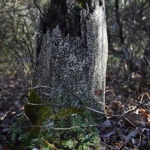 DSC_0041