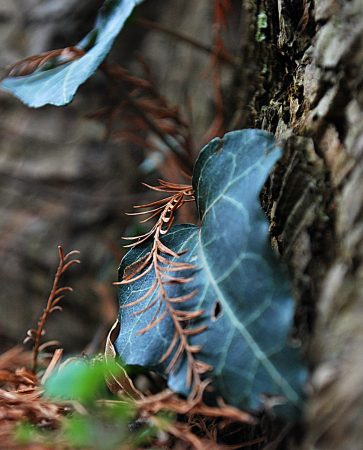 Close Up DSC_0057